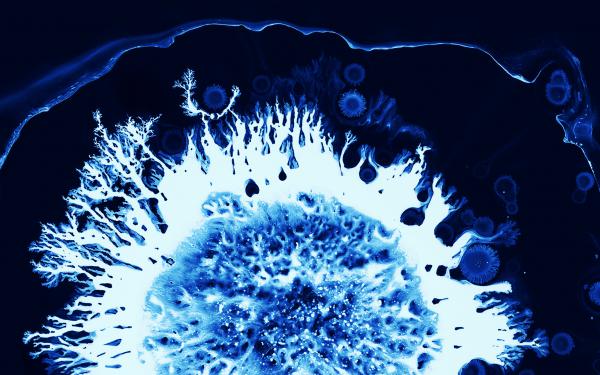 Free blue macro art wallpaper download