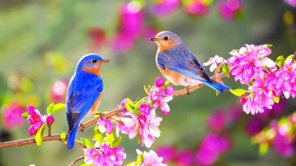 Free blue orange little birds are sitting on flowers stalk in blur garden background hd birds wallpaper download