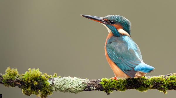 Free blue orange with sharp nose kingfisher on algae covered tree branch in blur background hd birds wallpaper download