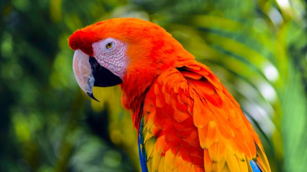 Free blue orange yellow with sharp nose parrot in green blur background 4k hd animals wallpaper download