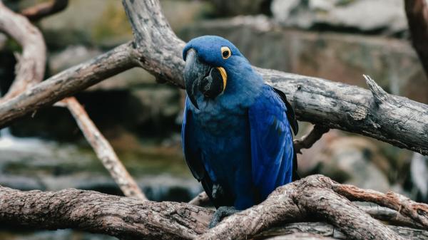 Free blue parrot bird is standing on tree branch 4k hd birds wallpaper download