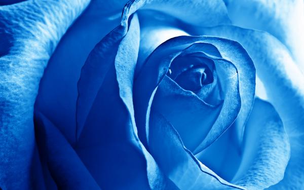 Free blue rose wallpaper download