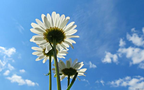 Free blue sky daisies wallpaper download