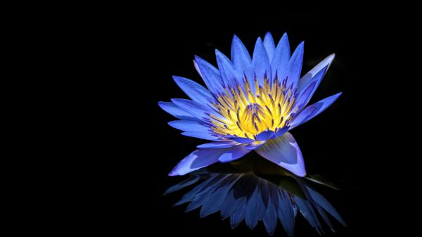 Free blue water lily 4k 5k wallpaper download