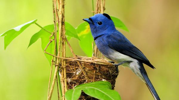 Free blue white black bird is perching on nest in blur green background hd birds wallpaper download