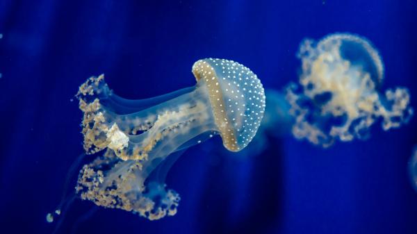 Free blue white jellyfish underwater hd animals wallpaper download