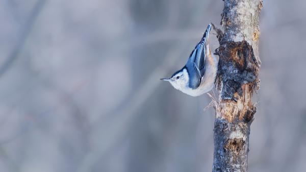 Free blue white nuthatch bird on tree trunk hd birds wallpaper download