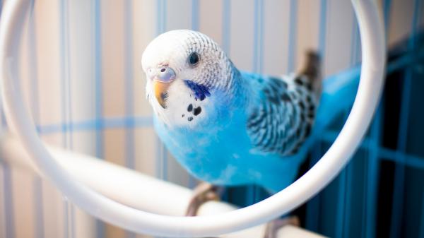 Free blue white parakeet bird on white ring hd birds wallpaper download