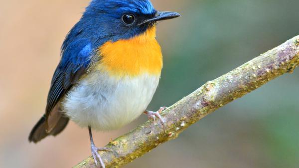 Free blue white yellow bird on tree branch in blur background hd birds wallpaper download