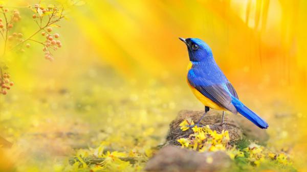 Free blue yellow bird is standing on stone in yellow background hd birds wallpaper download