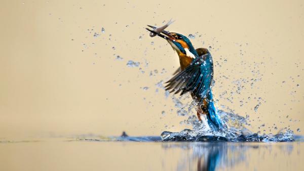 Free blue yellow kingfisher is flying up from water with fish in mouth hd animals wallpaper download