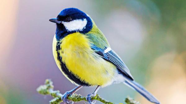 Free blue yellow white bird is sitting on tree stalk in blur background hd birds wallpaper download