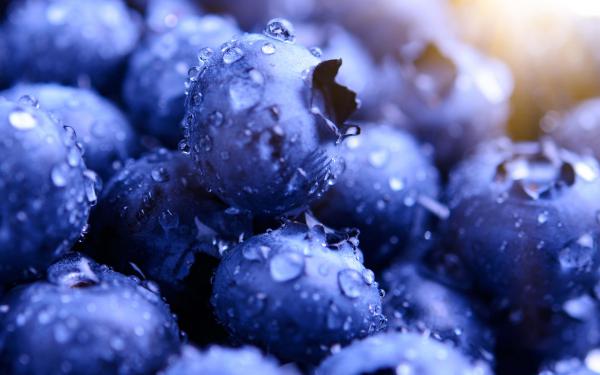 Free blueberries hd wallpaper download