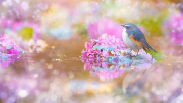 Free bluebird is perching on body of water during daytime 3 hd animals wallpaper download