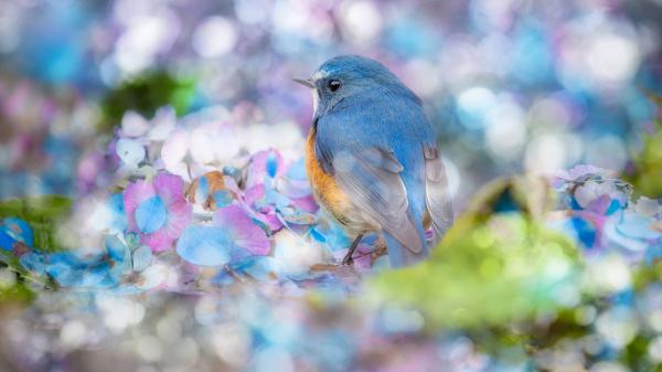 Free bluebird is perching on colourful flowers with blur background hd animals wallpaper download