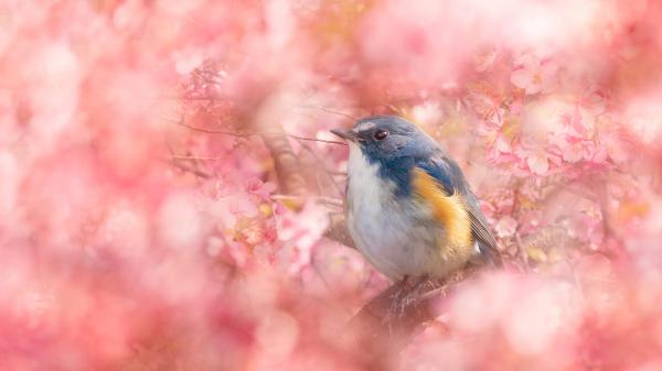 Free bluebird is perching on tree branch with colorful flowers around hd animals 2 wallpaper download