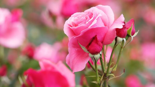 Free blur background pink rose flower 4k 5k hd flowers wallpaper download