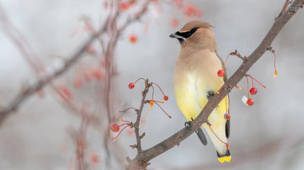 Free bohemian waxwing in sitting on branch of tree 4k hd birds wallpaper download