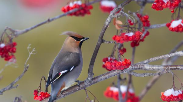 Free bohemian waxwing is standing on trees around red flowers hd birds wallpaper download