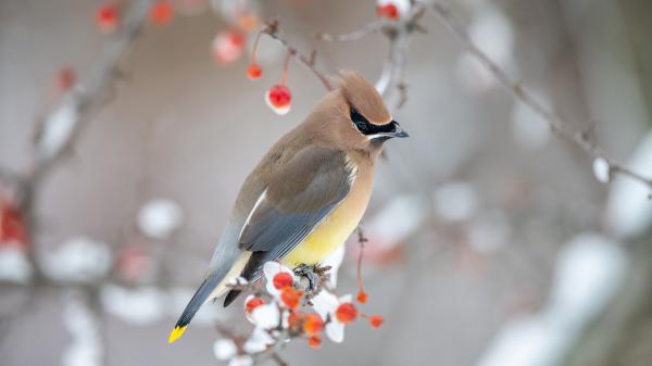 Free bohemian waxwing with black eyes 4k hd birds wallpaper download