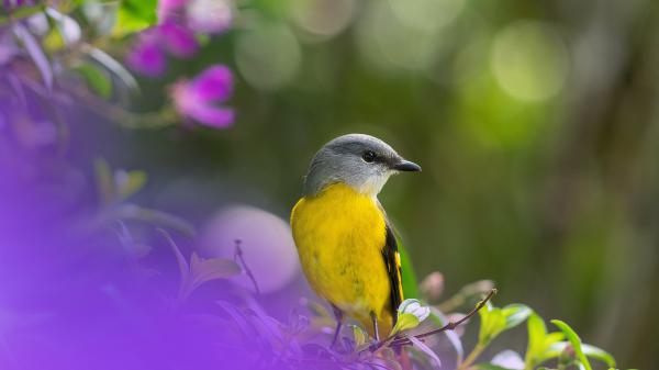 Free bokeh yellow ash bird on tree branch in green blur background 4k 5k hd birds wallpaper download