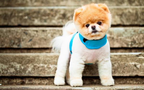 Free boo the cutest dog wallpaper download