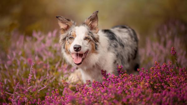 Free border collie around purple flowers 4k hd animals wallpaper download