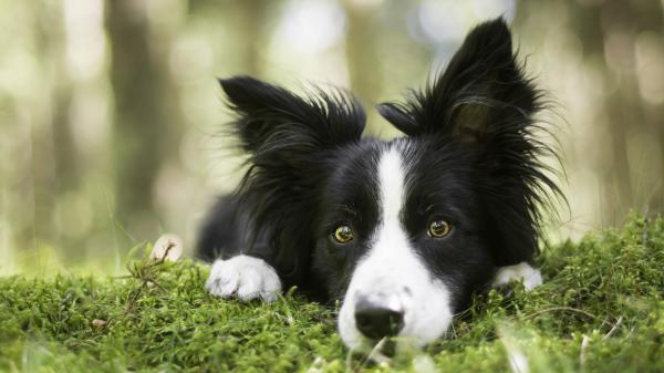 Free border collie pet dog 4k hd animals wallpaper download