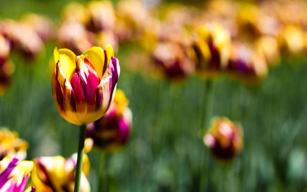 Free botanical garden tulips wallpaper download