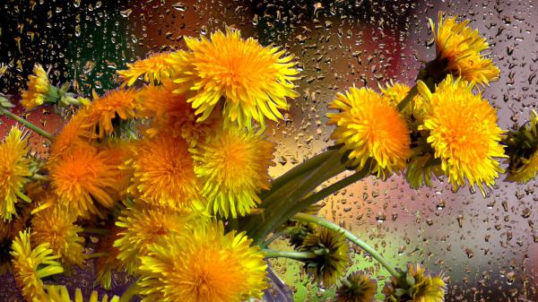 Free bouquet dandelion yellow flower with raindrops hd flowers wallpaper download