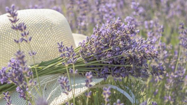 Free bouquet lavender flowers hd flowers wallpaper download