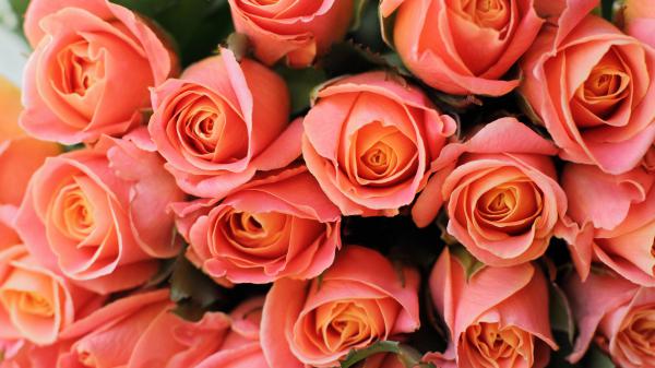 Free bouquet of light orange rose flowers 4k hd flowers wallpaper download