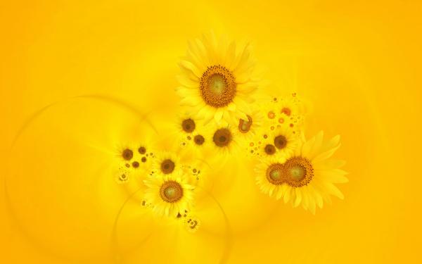 Free bright yellow sunflowers wallpaper download