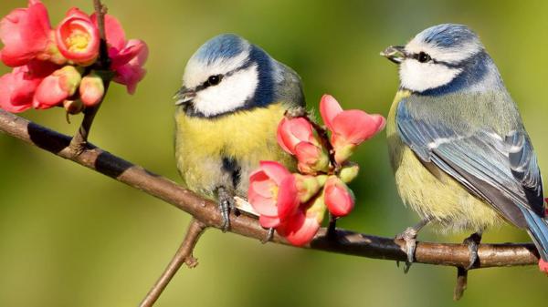 Free british garden birds with gray and yellow birds hd birds wallpaper download