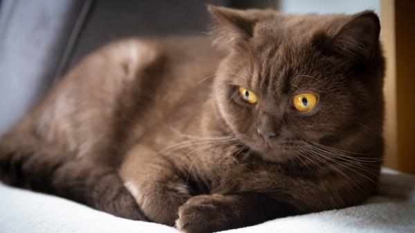 Free british shorthair kitten with yellow eyes is sitting on white couch hd kitten wallpaper download