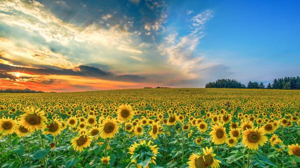 Free broad field of sunflowers under cloudy and blue sky during sunset 4k hd flowers wallpaper download