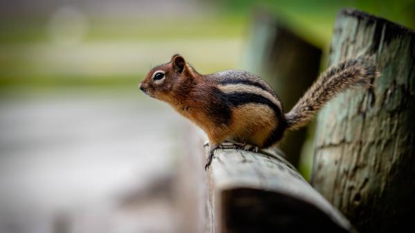 Free brown and black squirrel with shallow background 4k 5k hd squirrel wallpaper download