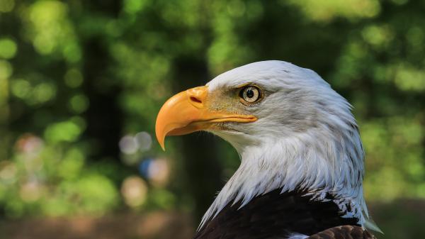 Free brown and white color eagle with yellow nose hd birds wallpaper download