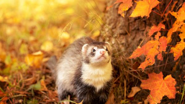 Free brown and white ferret hd animals wallpaper download