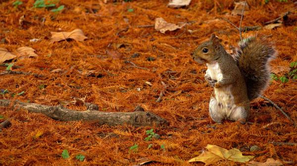 Free brown and white fox squirrel hd squirrel wallpaper download