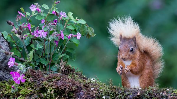 Free brown and white fox squirrel with shallow background hd squirrel wallpaper download