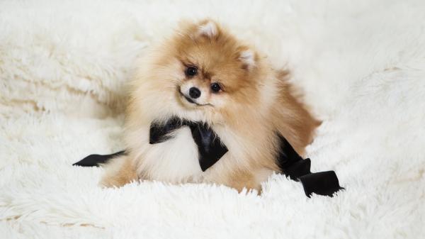 Free brown and white pomeranian pet puppy 4k 5k hd animals wallpaper download