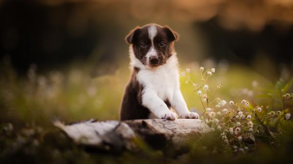 Free brown and white puppy hd animals wallpaper download