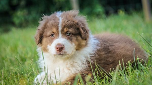 Free brown and white puppy is sitting on green grass field hd animals wallpaper download