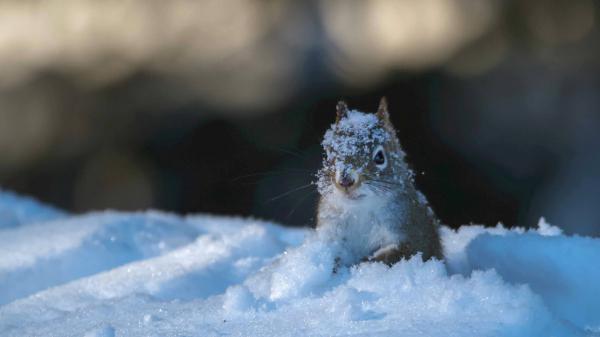 Free brown and white squirrel on ice with blur background hd squirrel wallpaper download