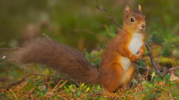 Free brown and white squirrel with black eyes in shallow background hd squirrel wallpaper download