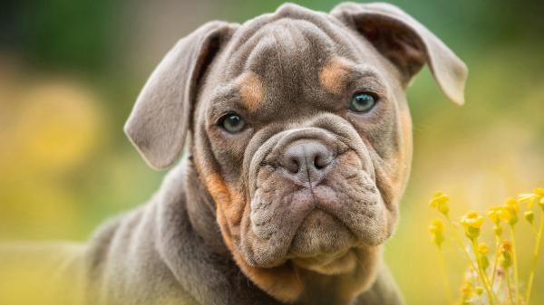 Free brown and yellow bulldog 4k hd animals wallpaper download