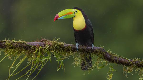 Free brown and yellow toucan is sitting on tree branch with blur background 4k hd animals wallpaper download