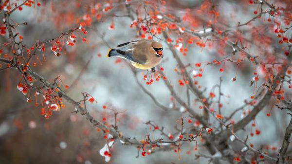 Free brown ash chubby waxwing bird on berry branch 4k hd birds wallpaper download