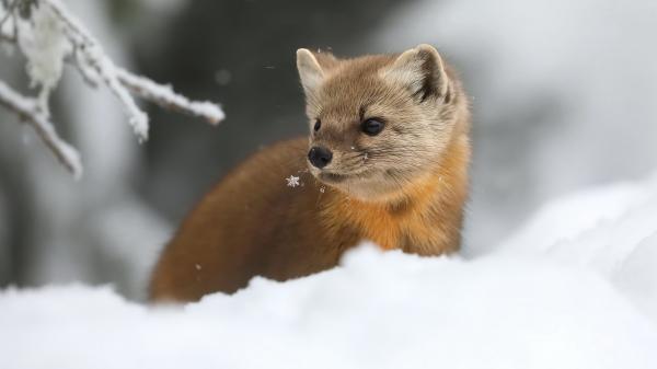 Free brown baby marten is standing in snow field hd animals wallpaper download